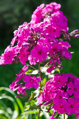 the beauty of nature in a summer garden
