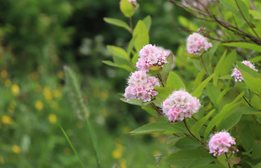 Inflorescences of pale pink flowers among the greenery of the shrub. Hedgerow. Gardening. Selective focus. Spring flowers.