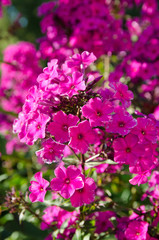 the beauty of nature in a summer garden