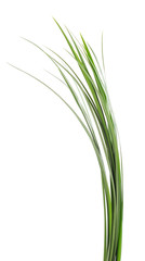 Bunch of green grass.