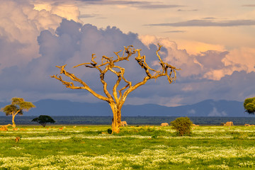 Elefanten im Amboseli Nationalpark  in Kenia