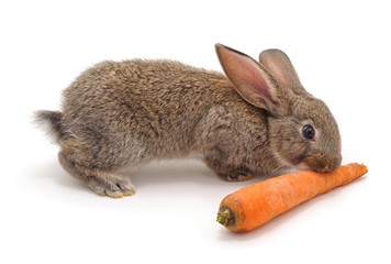 Rabbit and carrot.