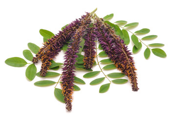 Purple flower of acacia.