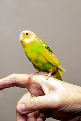 a yellow-green wavy parrot sits on the man s hand