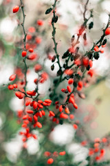 red berry on the branch