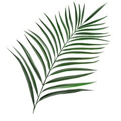 tropical leaf, Jungle botanical floral elements. Palm leaves, art illustration painted with watercolors isolated on white background