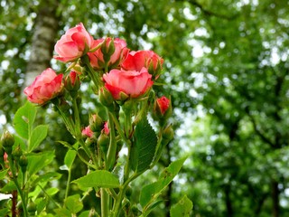 red roses in garden