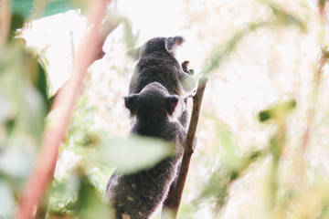 2 male and female koala romantic relationship season bonding couple 