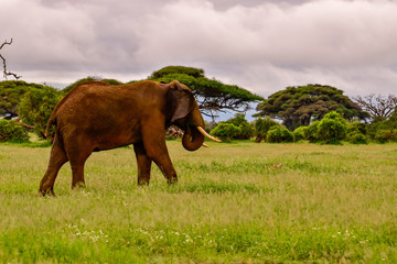 Elefanten im Amboseli Nationalpark  in Kenia