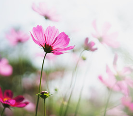 cosmos flower blooming in garden with sunshine