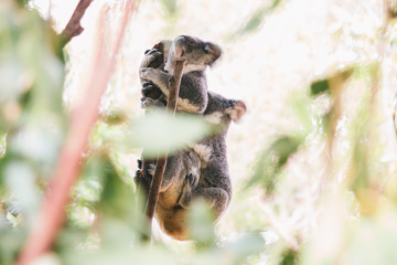 2 male and female koala romantic relationship season bonding couple  cuddly