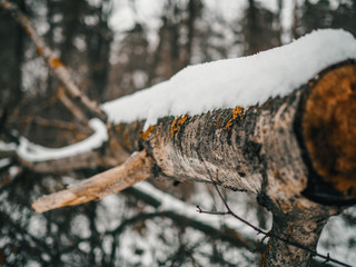 Felled snow-covered tree in the forest close-up