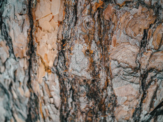 Oak bark taken close up in the forest