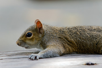Grauhörnchen in Florida