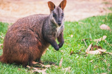 a rock wallaby standing brown orange dark brown fur and cute eyes, ears and hand Australian...