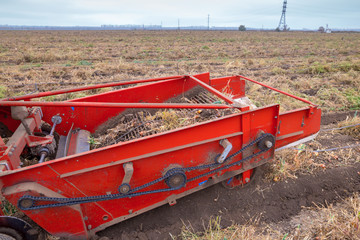 Autumn field with onion crop grown by drip irrigation technology. A tractor-mounted trailed root...