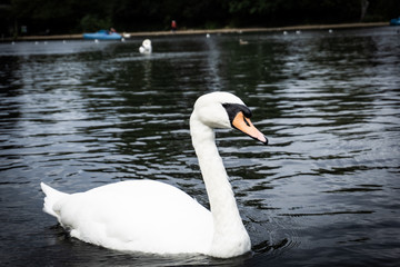 the swan in London