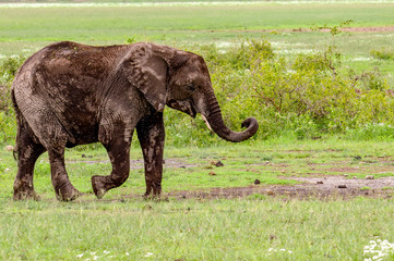 Elefanten im Amboseli Nationalpark  in Kenia