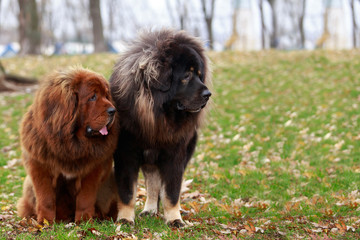 Two dogs breed Tibetan Mastiff