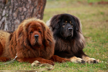 Fototapeta premium Two dogs breed Tibetan Mastiff