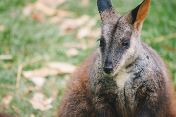 a rock wallaby standing close up brown orange dark brown fur and cute eyes, ears and hand Australian domestic animal bush fire rescued