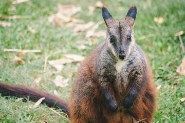 a rock wallaby standing brown orange dark brown fur and cute eyes, ears and hand Australian domestic animal bush fire rescued copy space