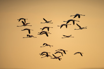 flock of birds in sunset
