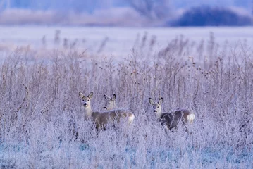 Fototapeten European roe deer - Capreolus capreolus - on winter meadow © Creaturart