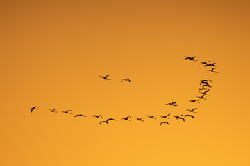 flock of birds in sunset