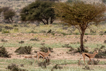 Naklejka na ściany i meble gazelle in tunisia