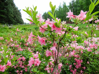 Obraz premium Pink flowers in a garden with trees on background.