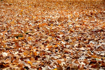 autumn leaves on the floor