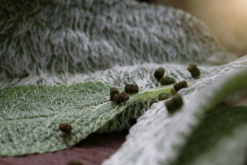 Macro picture of caterpillar feces on top of green rabbit ears plant leaf Stachys byzantina or Lamb's Ears on morning soft light at house garden backyard during the winter month