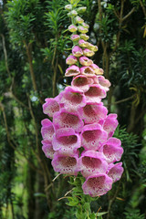 Digitalis purpurea, lady's glove or common foxglove © Vicky