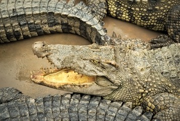 Siamese crocodile (Crocodylus siamensis) on a farm near My Tho, Vietnam. This is an endangered species of medium-sized freshwater crocodiles native to Indonesia.