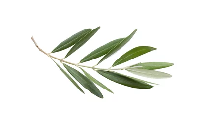 Foto op Plexiglas Fresh olive branch leaves isolated on white background © missty