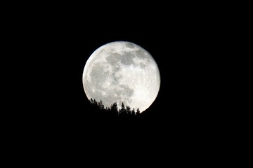 moonrise over the mountains with tree silhouettes
