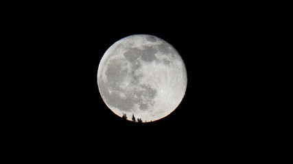 moonrise over the mountains with tree silhouettes