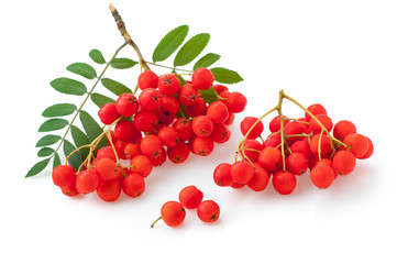Red berries of rowan isolated on white background