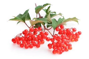 Viburnum (viburnum opulus) berries with its leaves isolated on white. Bunches of red viburnum berries on a branch.