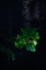 Young grape leaves on a growing stem. Green fresh leaves on a dark summer background in the estate.