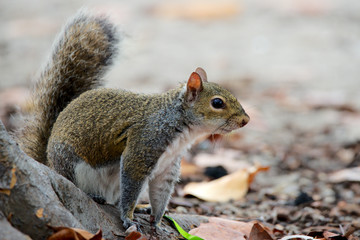 Grauhörnchen in Florida