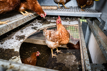 Teilansicht eines mobilen Hühnerstalles mit Hühnern © Countrypixel