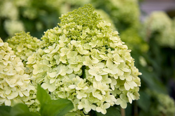 A delightful bush of ornamental hydrangea bloomed in the garden. Ball-shaped hat of a flower on a background of green leaves close-up. Saturated color. Close-up