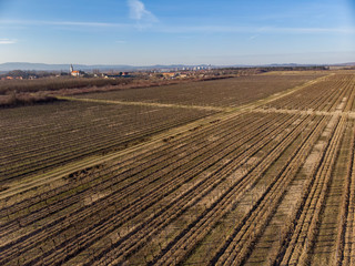 Fototapeta premium Nice Hungarian landscape, famous wine producing region.Rows of grapevine.