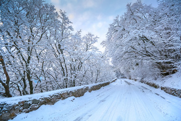 Mountain snow covered road with forest covered with snow