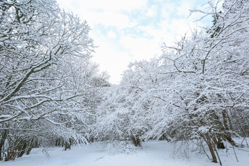 Pine trees in winter close-up. The beauty of natural nature in winter.