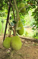 Green jackfruits (Artocarpus heterophyllus) on the tree at a plantation near My Tho, Vietnam. Jackfruit is commonly used in South and Southeast Asian cuisine.