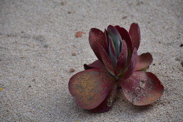aeonium arboreum blooming in sand in Haifa Israel