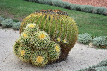 Echinocactus grusonii growing in sand in Haifa Israel